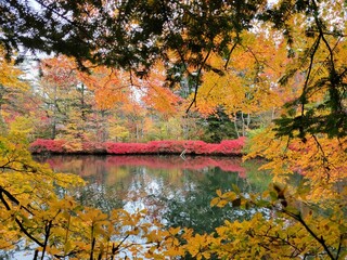 Conversa - 雲場池の紅葉