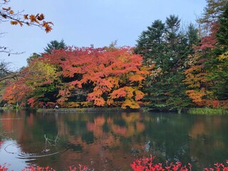 Conversa - 雲場池の紅葉