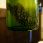  マムシ酒・・鼻をつんざくような異臭が漂います・・(｡-_-｡)、まるで、獣の小便を飲んでいるような・・不快度指数120％・・(；´Д` )