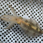 食事処マルタ活魚 - 