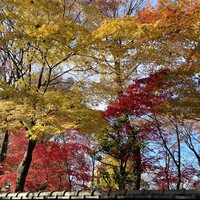 鰻割烹 伊豆栄 梅川亭 - 12月中旬ですが紅葉が見頃