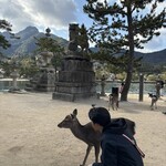 岩むら - 野生の鹿がいっぱいいます　ほんとはお触り厳禁