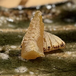 箱崎町すみと - 