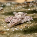 箱崎町すみと - 