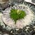 にしおぎおぶち - 料理写真: