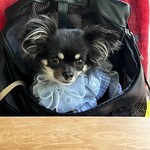 せきれい橋 川上庵 - 