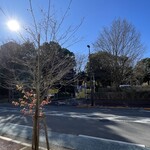 レイドバックバーガー - ほぼ冬至の低さ、南中しても30度までしか上がらない太陽の日差しが柔らかく暖かい。店の前の山法師が秋の名残をもち堪えていた。