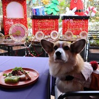 BISTRO FAVORI 代官山 - 