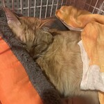 ハッピーケイチャンホシミッツ - 