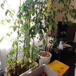 わがまんま鷹 - 