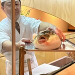 茶つぼ - 1.6キロのトラフグ