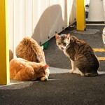 丿貫 - 一匹振り向く