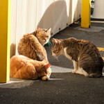 丿貫 - もう一匹振り向く