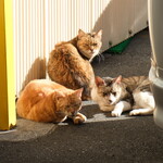 丿貫 - 全部振り向く