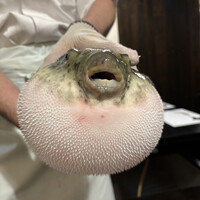 ふぐ御料理處 でん - 