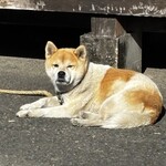 串焼き BUBU-TON - 