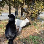 森のポンピモン - 