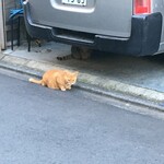 インド料理 パリワル - 5メートル横にニャンコ発見！