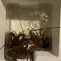 ツキと寿っぽん -  ツキと寿っぽん -