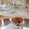 Petcook Cafe - 