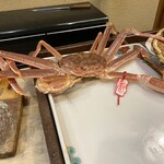 うを徳 - 鳥取県 松葉蟹 生