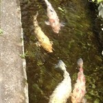 やまもり食堂 -  