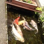やまもり食堂 -  けっこう立派な鯉が泳いでいます。