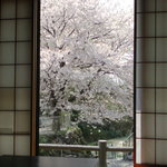 川魚グルメ館くるま - 内観写真:春・お座敷から見る桜