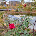 ミュージアムカフェ - 【エミール・ガレの庭】