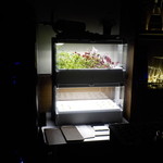  クレソン等水耕栽培をしています。