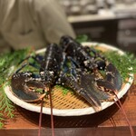 スガラボヴィー - 