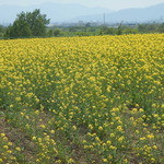 大判焼むらた -  菜の花会場