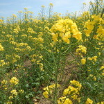 大判焼むらた -  菜の花