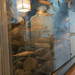 喜幸 -  春子の水槽。