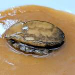 唐苑 - 活き鮑のオイスターソース煮