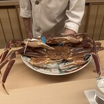 味感 ことほぎ - 本日の蟹　加能カニ　1.4キロ　