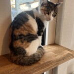 保護猫カフェ ねこかつ - 