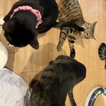 保護猫カフェ ねこかつ - 