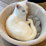 保護猫カフェ ねこかつ - 