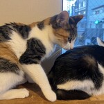 保護猫カフェ ねこかつ - 