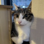 保護猫カフェ ねこかつ 大宮日進店 - 