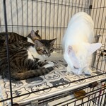 保護猫カフェ ねこかつ - 