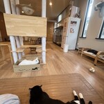 保護猫カフェ ねこかつ - 