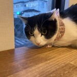 保護猫カフェ ねこかつ - 