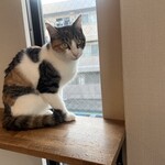 保護猫カフェ ねこかつ - 