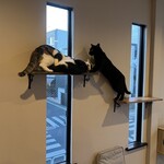 保護猫カフェ ねこかつ - 