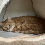 保護猫カフェ ねこかつ - 