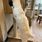 保護猫カフェ ねこかつ - 