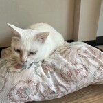 保護猫カフェ ねこかつ - 