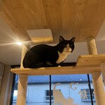 保護猫カフェ ねこかつ - 